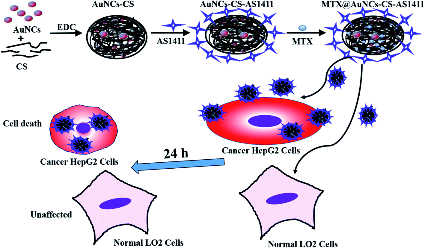 A Dual Functional Nanovehicle With Fluorescent Tracking And Its Targeted Killing Effects On Hepatocellular Carcinoma Cells Rsc Advances Rsc Publishing