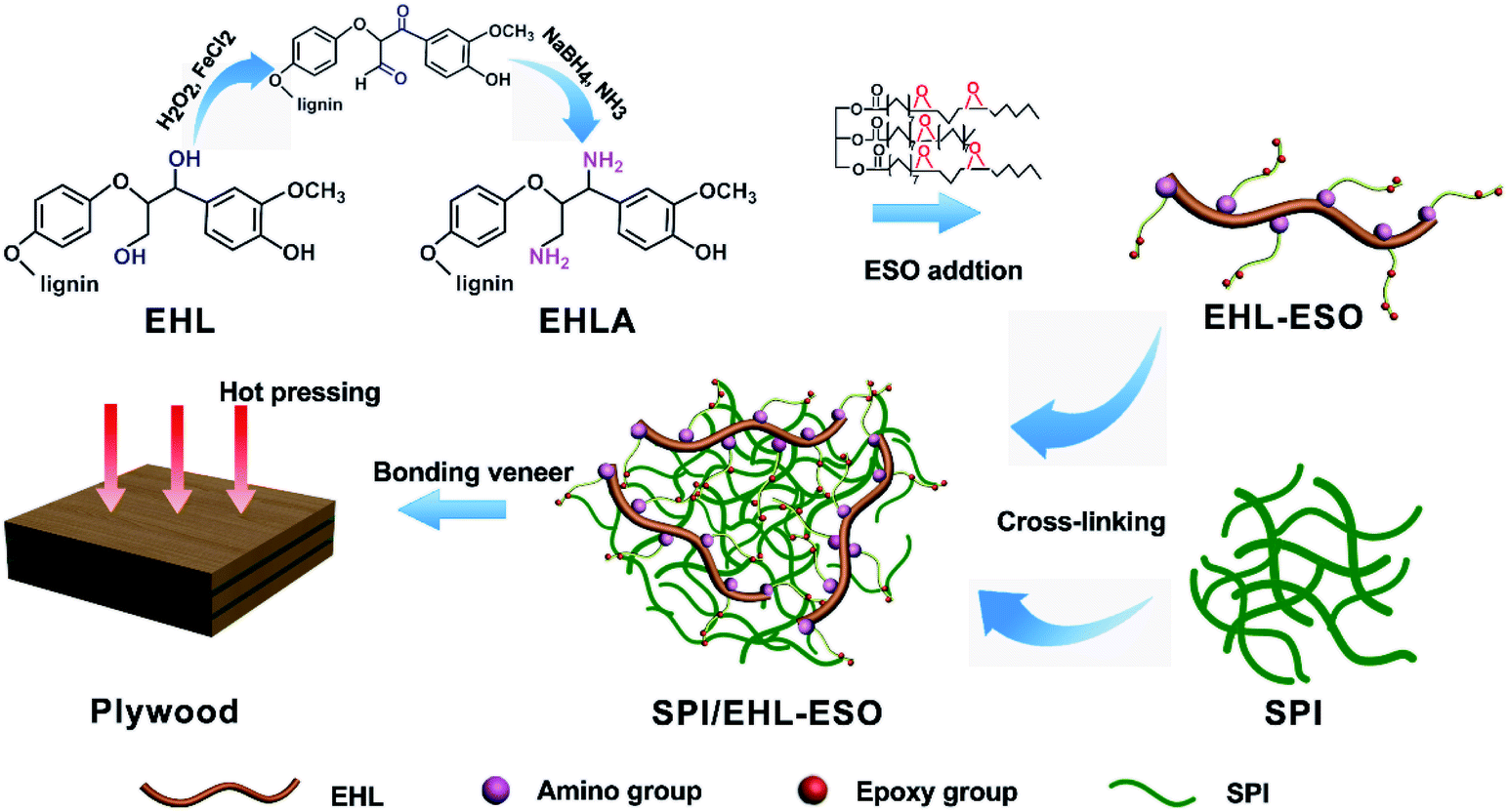 Renewable biobased adhesive fabricated from a novel biopolymer and soy