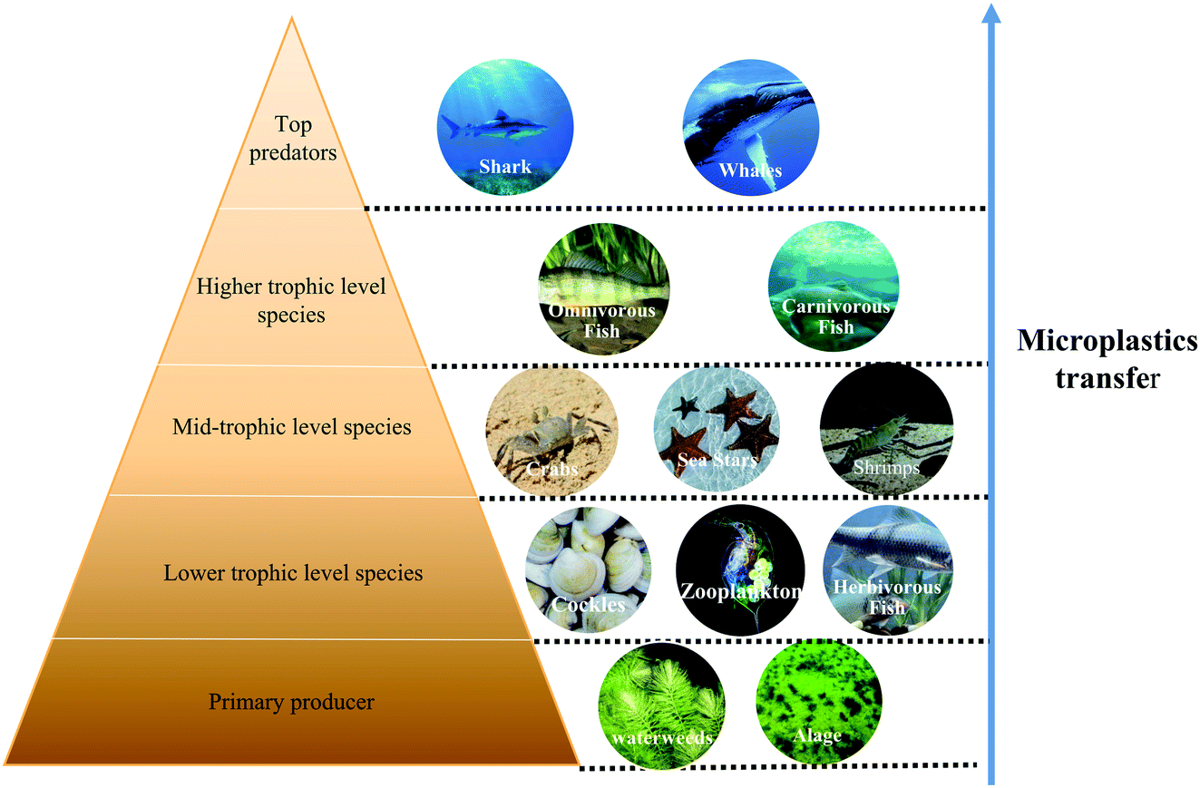 Environmental Fate And Impacts Of Microplastics In Aquatic Ecosystems ...