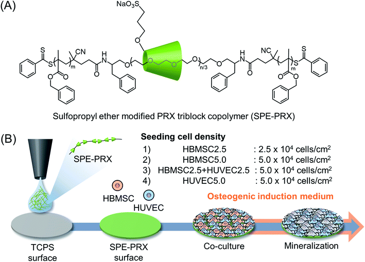 Synergy Of Molecularly Mobile Polyrotaxane Surfaces With Endothelial ...