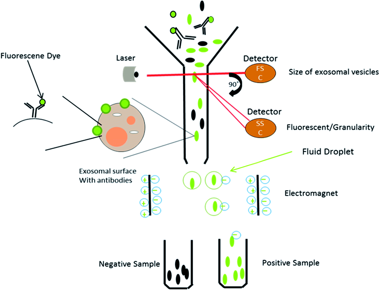 A Perspective On The Isolation And Characterization Of Extracellular