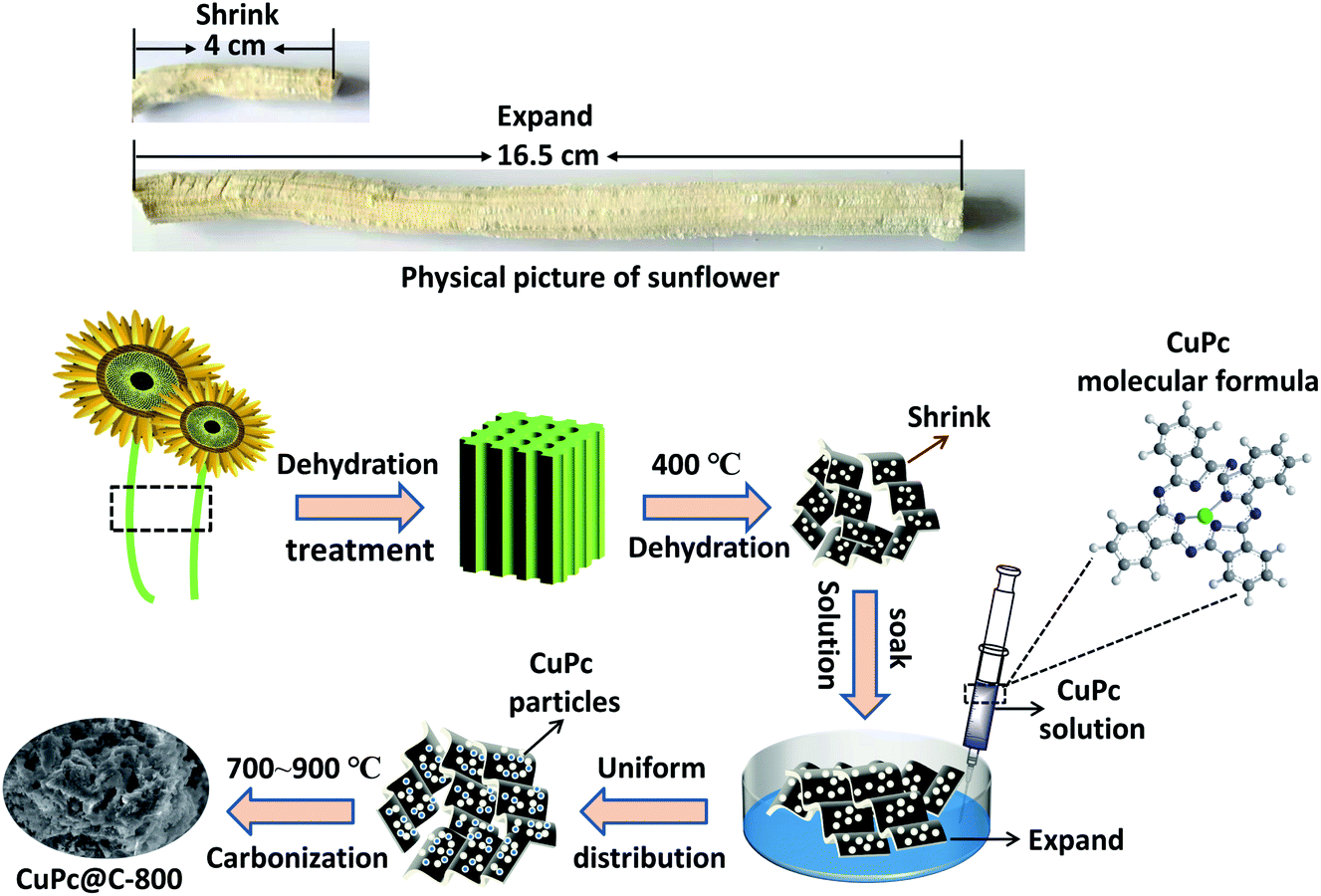 A Novel And Low Cost Cupc C Catalyst Derived From The Compounds Of Sunflower Straw And Copper Phthalocyanine Pigment For Oxygen Reduction Reaction Rsc Advances Rsc Publishing