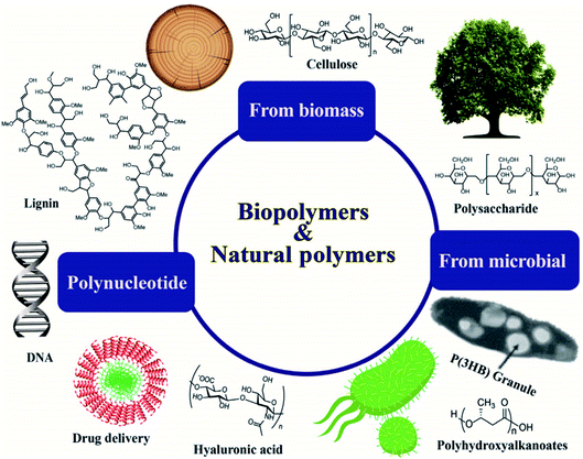 Poly(lactic acid) (PLA) and polyhydroxyalkanoates (PHAs), green alternatives to petroleum-based ...