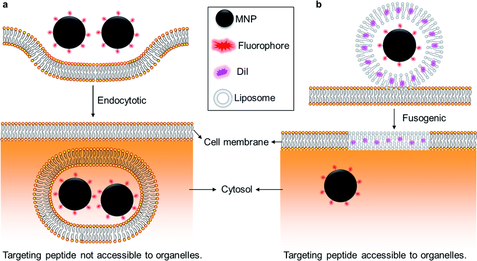 Fusogenic Liposome Enhanced Cytosolic Delivery Of Magnetic