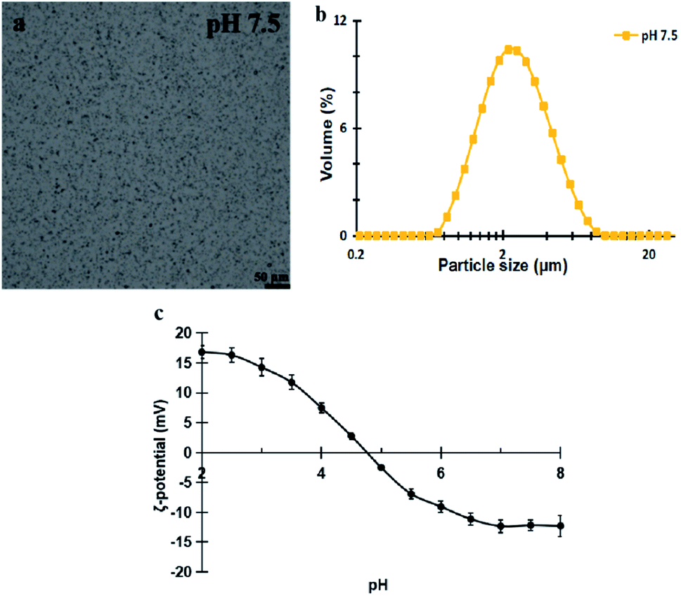 Effect of simulated saliva components on the in vitro digestion of ...