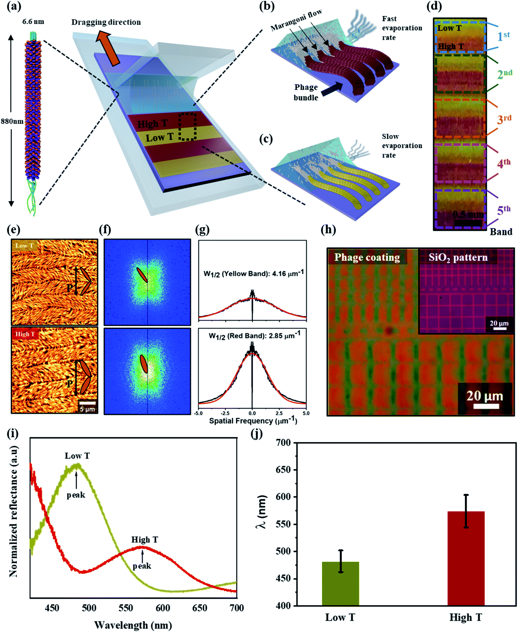 Programmable self-assembly of M13 bacteriophage for micro-color pattern ...