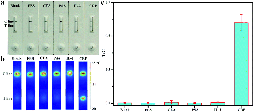 Development Of A Gold Nanorod Based Lateral Flow Immunoassay For A Fast And Dual Modal Detection