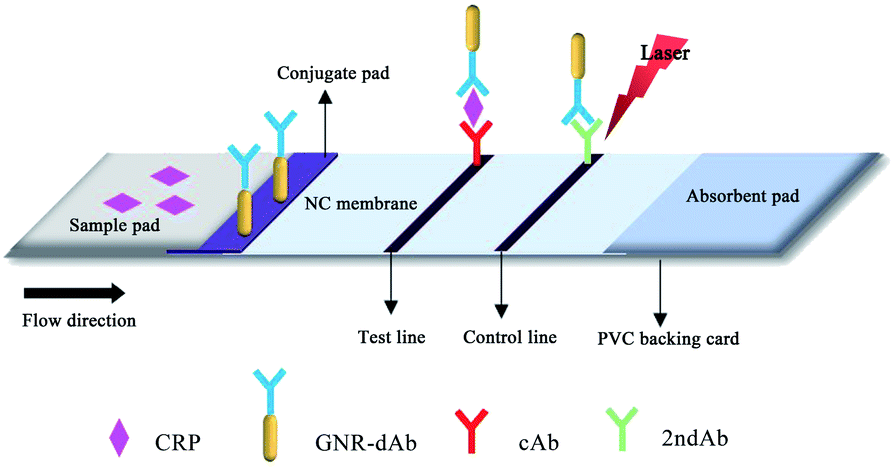 Development Of A Gold Nanorod Based Lateral Flow Immunoassay For A Fast