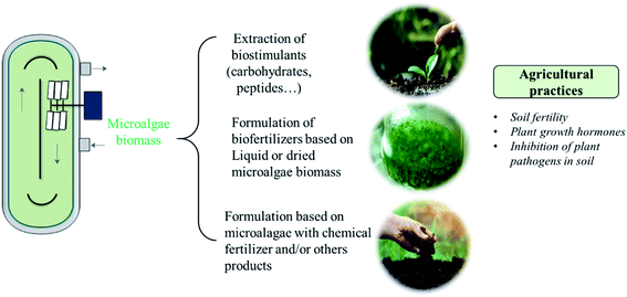 Anaerobic Digestion And Agronomic Applications Of Microalgae For Its ...