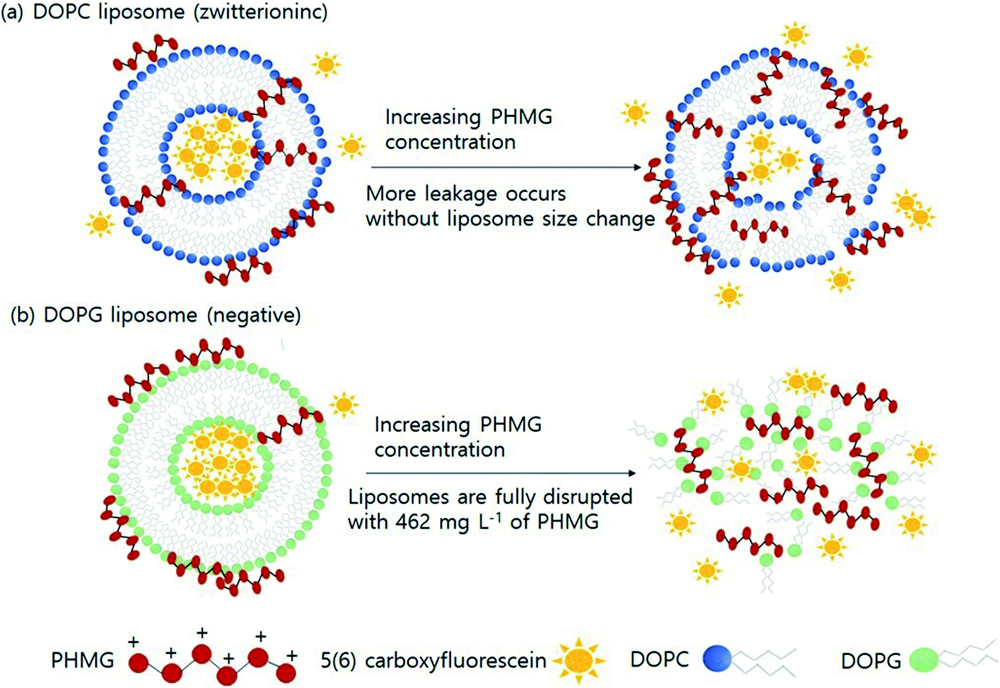Liposome Leakage And Increased Cellular Permeability Induced By