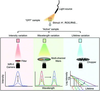 Activatable fluorescence sensors for in vivo bio-detection in the ...