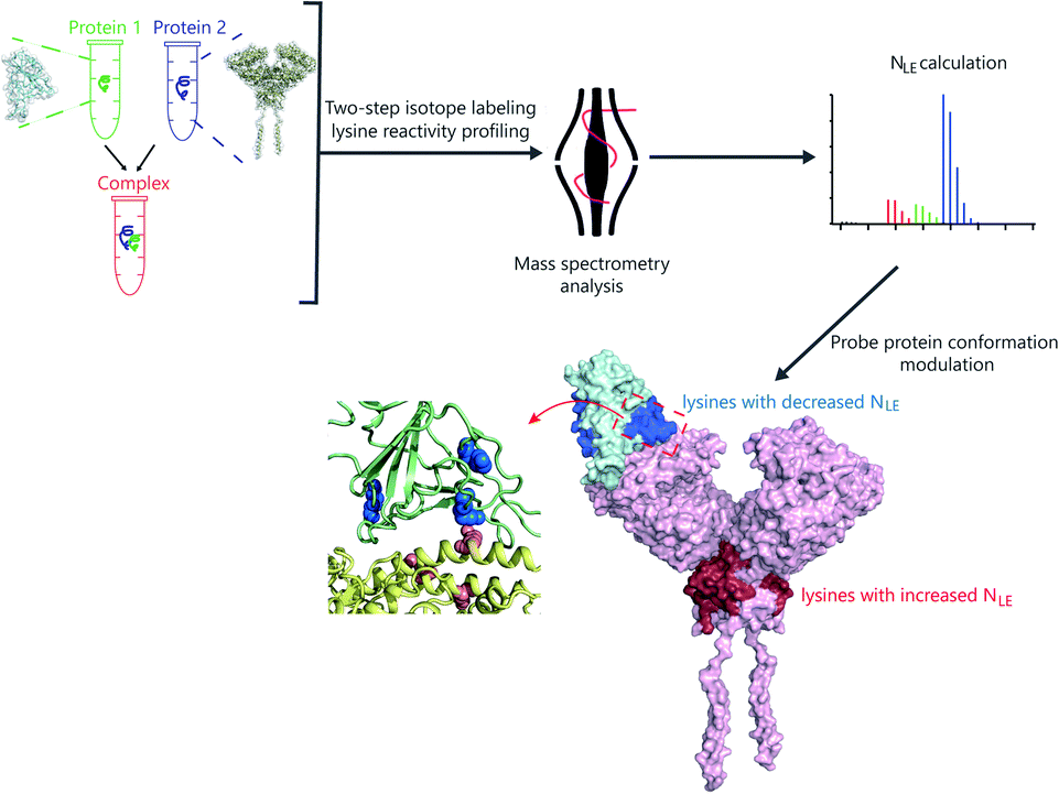 Probing conformational hotspots for the recognition and intervention of ...