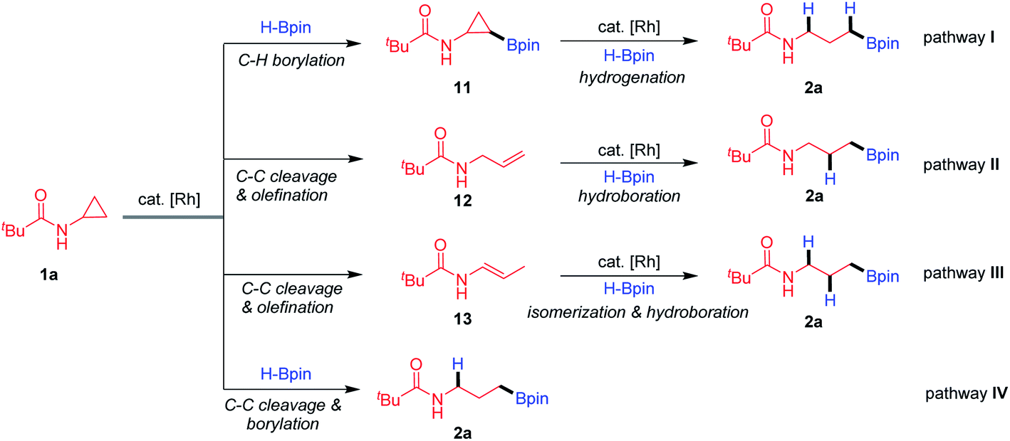 Rhodium Catalysed Selective C C Bond Activation And Borylation Of Cyclopropanes Chemical Science Rsc Publishing