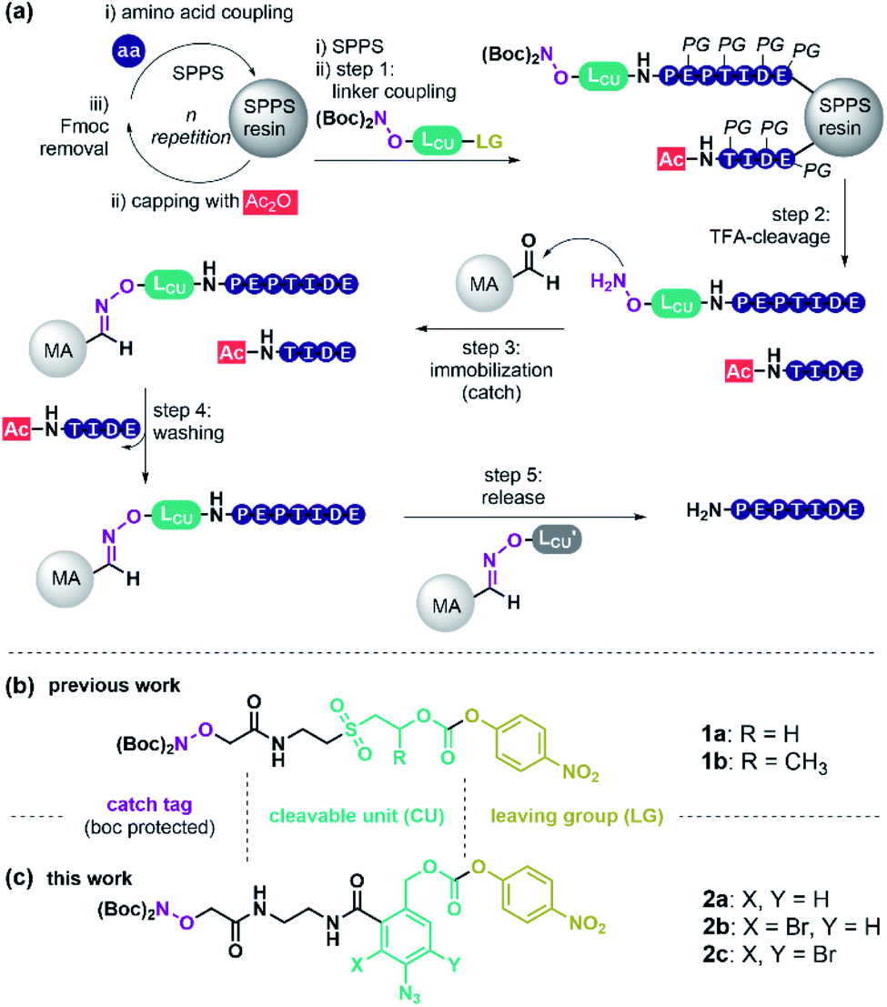 Traceless parallel peptide purification by a first-in-class reductively ...