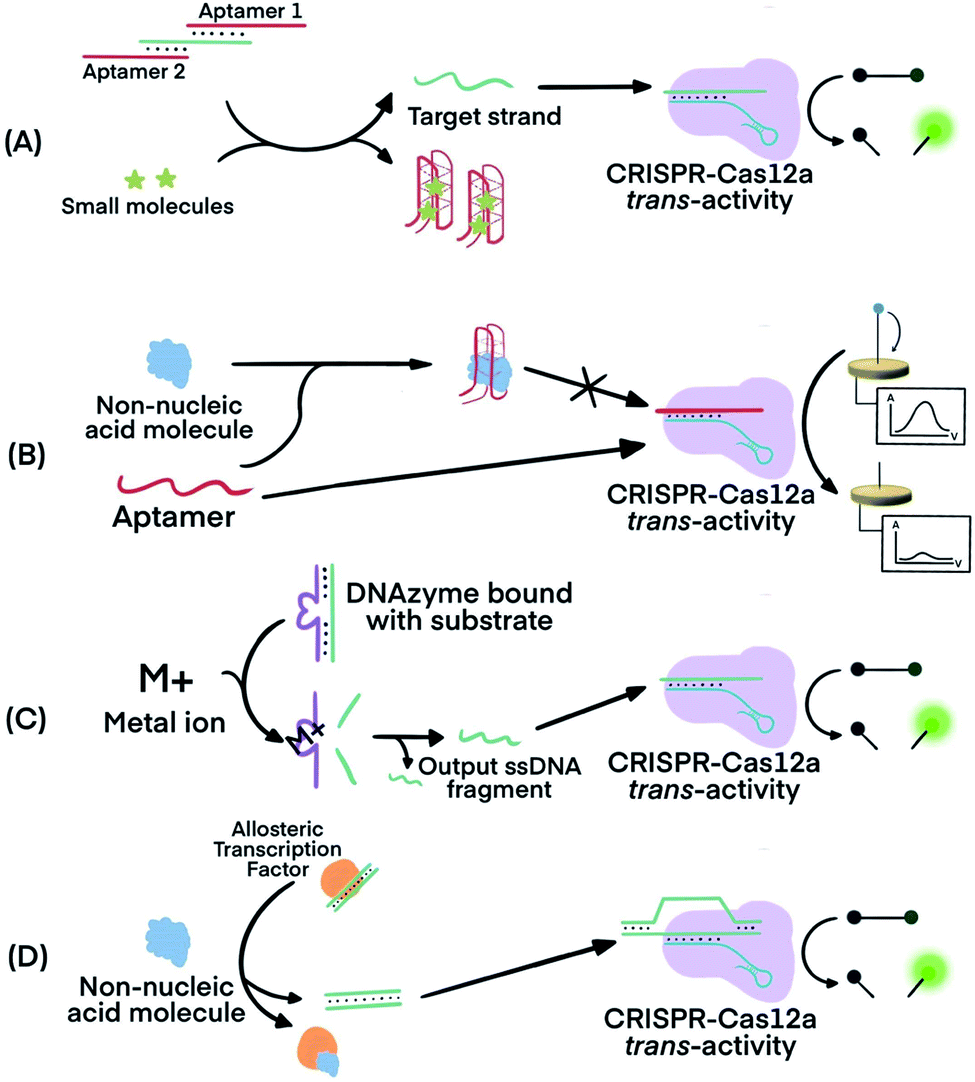 CRISPR Technology Incorporating Amplification Strategies: Molecular ...