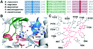 Light-control of cap methylation and mRNA translation via genetic code ...