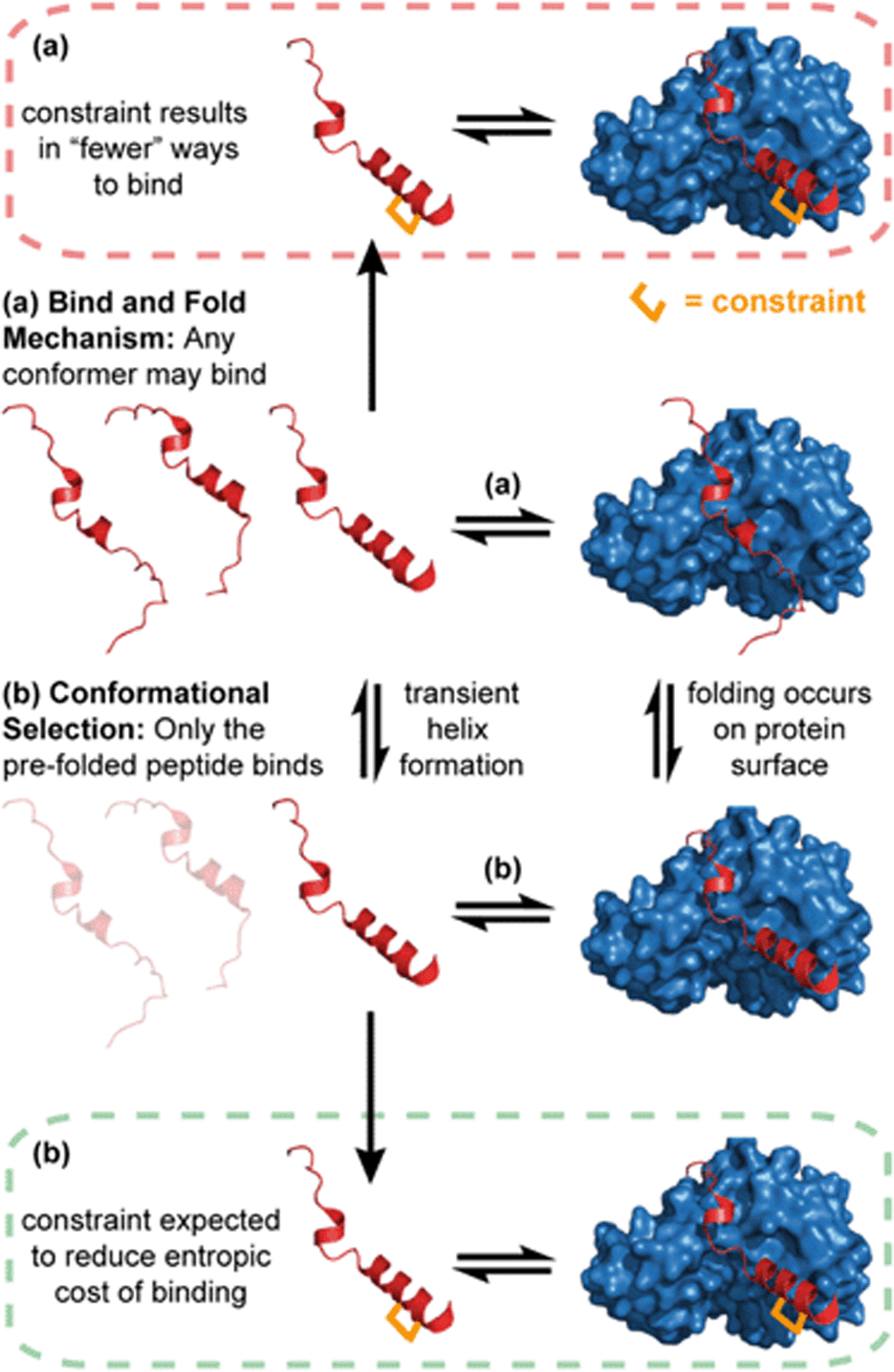 Peptide Based Inhibitors Of Protein Protein Interactions Biophysical Structural And Cellular Consequences Of Introducing A Constraint Chemical Science Rsc Publishing