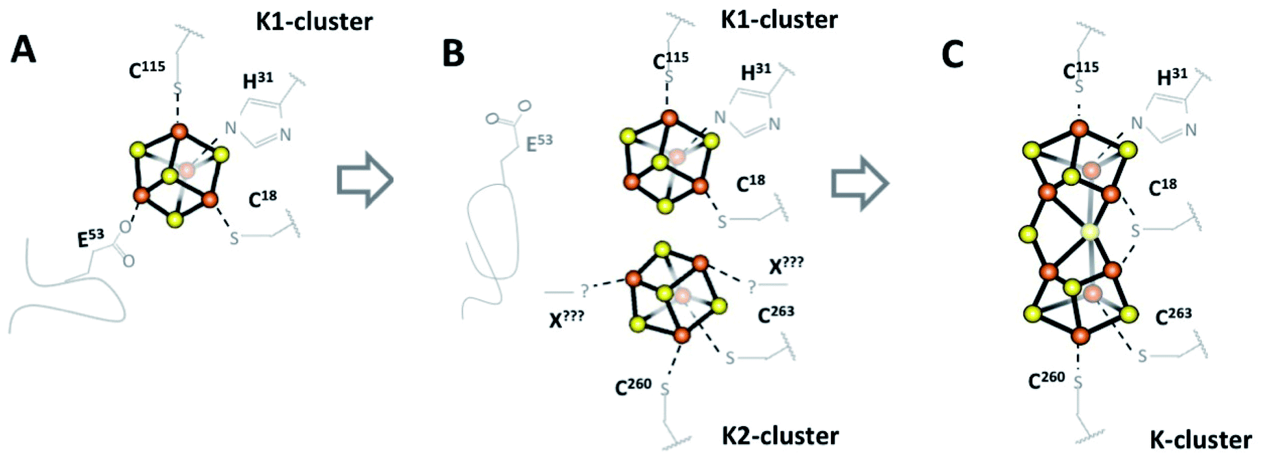 An Unexpected P Cluster Like Intermediate En Route To The Nitrogenase Femo Co Chemical Science Rsc Publishing