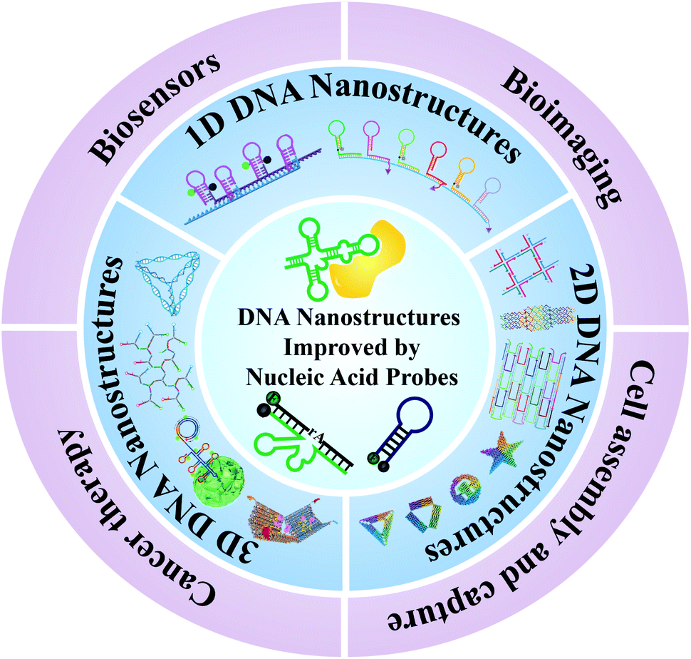 Dna Nanostructure Based Nucleic Acid Probes Construction And Biological Applications Chemical 