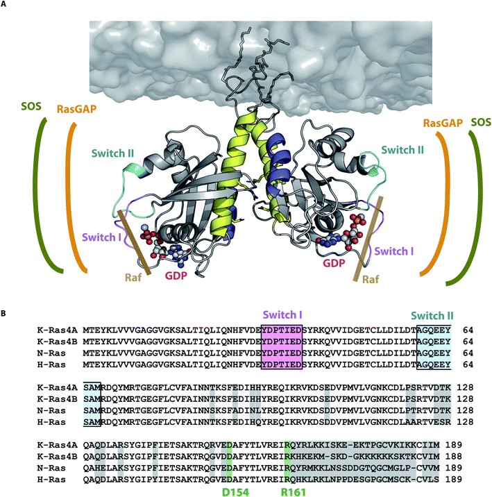 The Ras dimer structure - Chemical Science (RSC Publishing) DOI:10.1039 ...