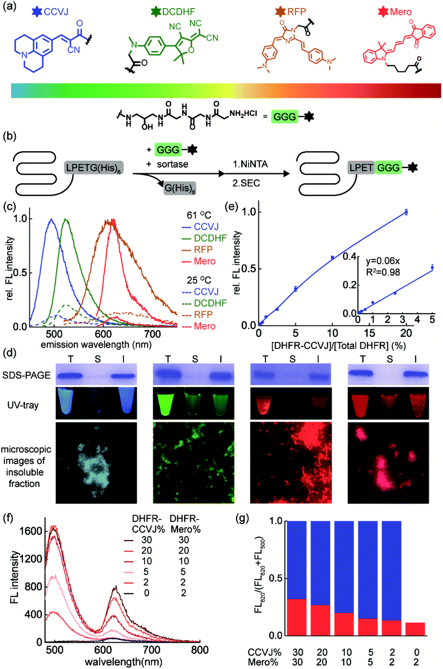 Quantitative Interrogation Of Protein Co-aggregation Using Multi-color ...