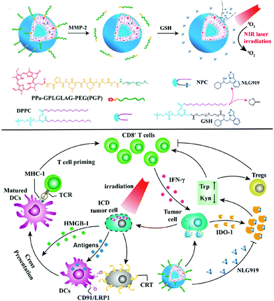 Supramolecular agents for combination of photodynamic therapy and other ...