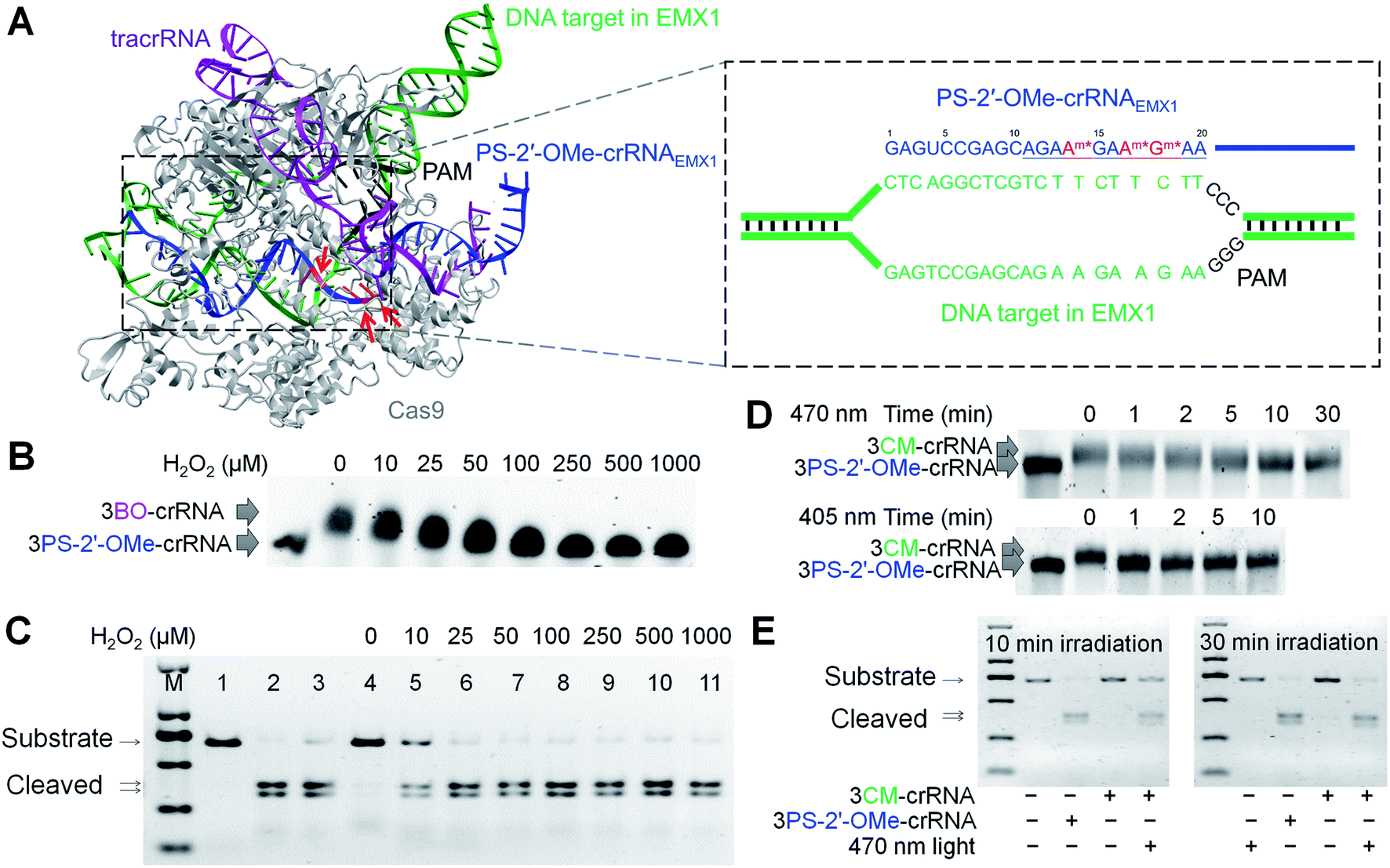 Chemical Synthesis Of Stimuli Responsive Guide Rna For Conditional Control Of Crispr Cas9 Gene Editing Chemical Science Rsc Publishing