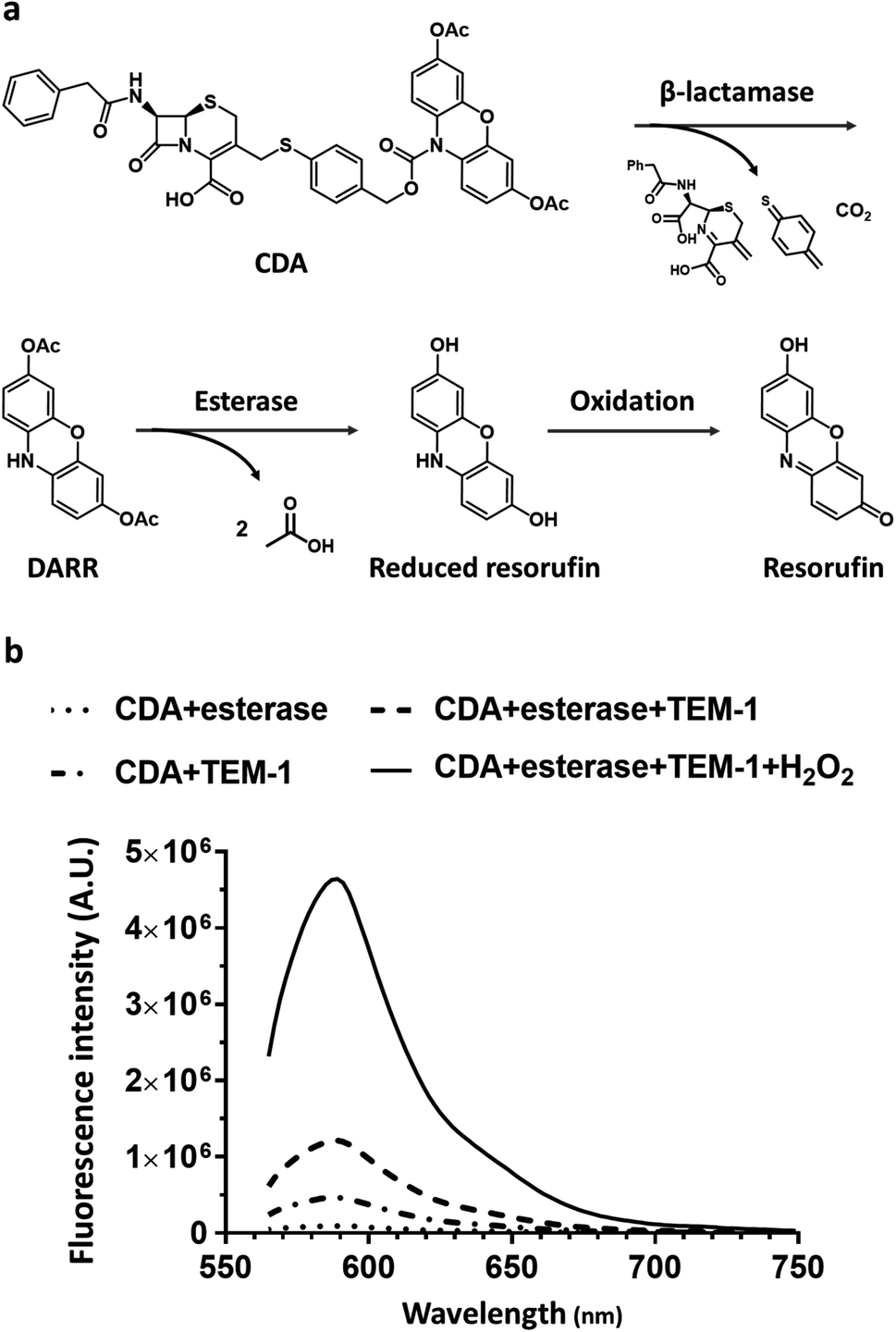 A Dual Caged Resorufin Probe For Rapid Screening Of Infections Resistant To Lactam Antibiotics Chemical Science Rsc Publishing