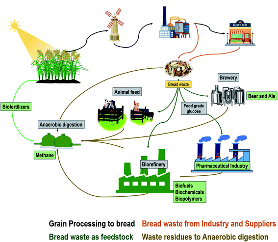 Recycling bread waste into chemical building blocks using a circular ...