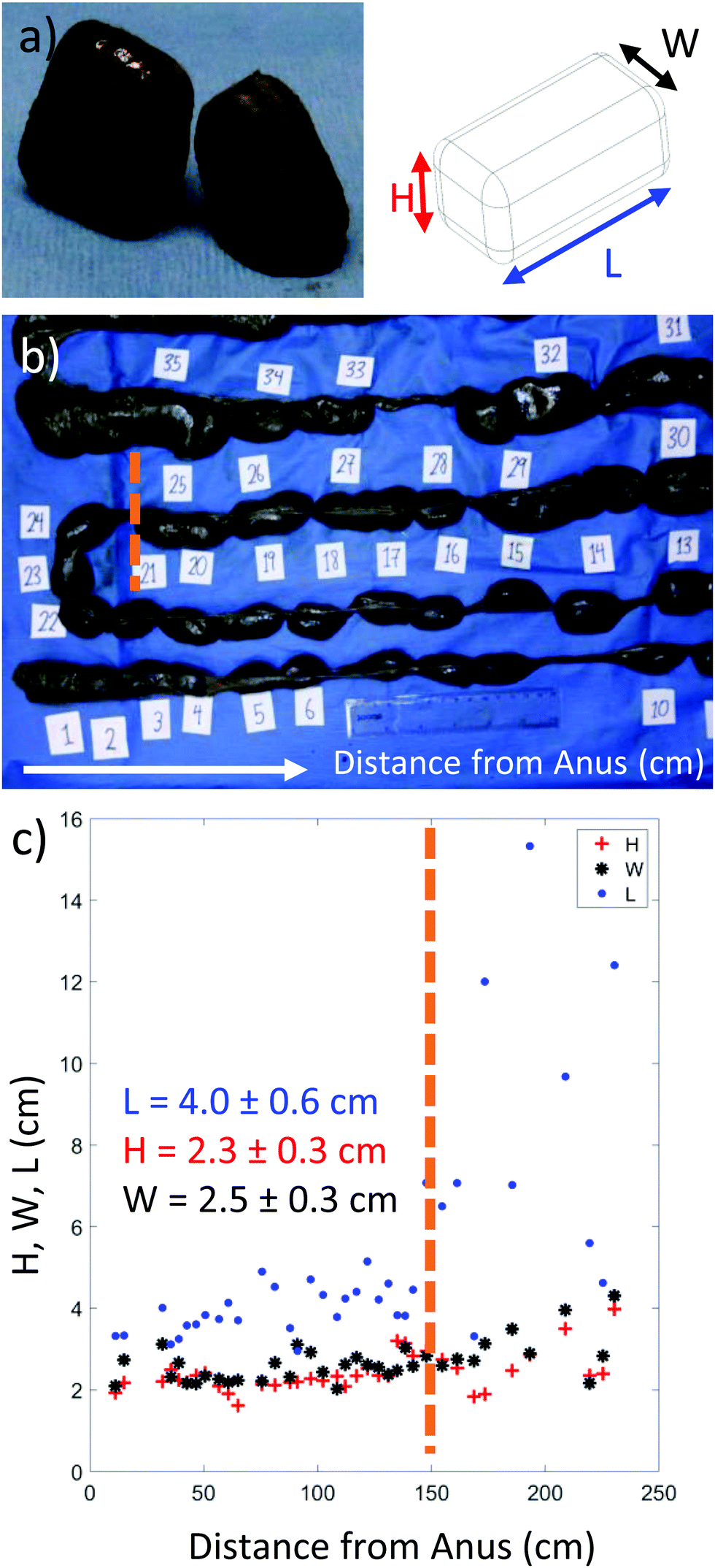 Intestines Of Non Uniform Stiffness Mold The Corners Of Wombat Feces Soft Matter Rsc Publishing