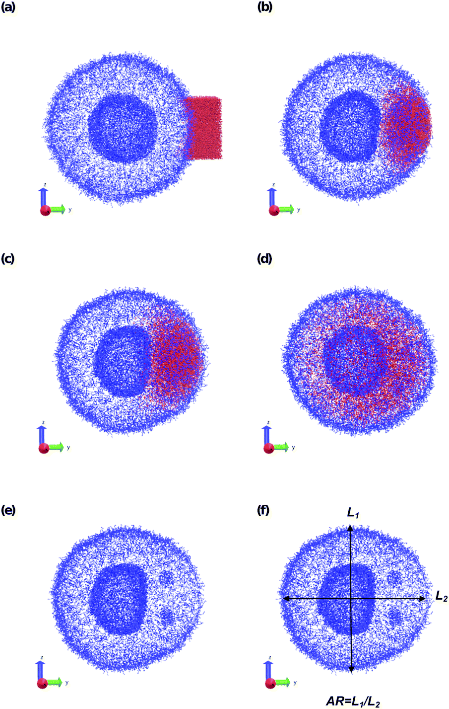 Using Reactive Dissipative Particle Dynamics To Understand Local Shape Manipulation Of Polymer Vesicles Soft Matter Rsc Publishing