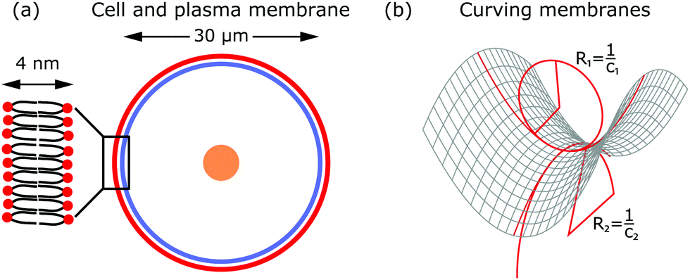 More Than Just A Barrier Using Physical Models To Couple Membrane Shape To Cell Function Soft Matter Rsc Publishing