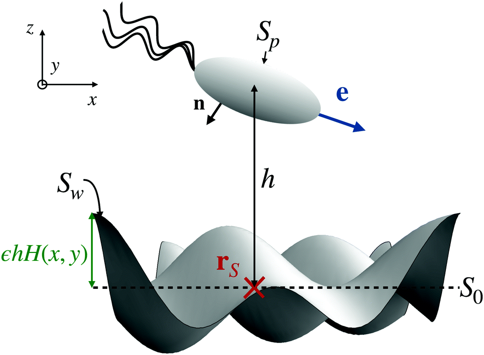 Microswimmers Near Corrugated Periodic Surfaces Soft Matter Rsc Publishing