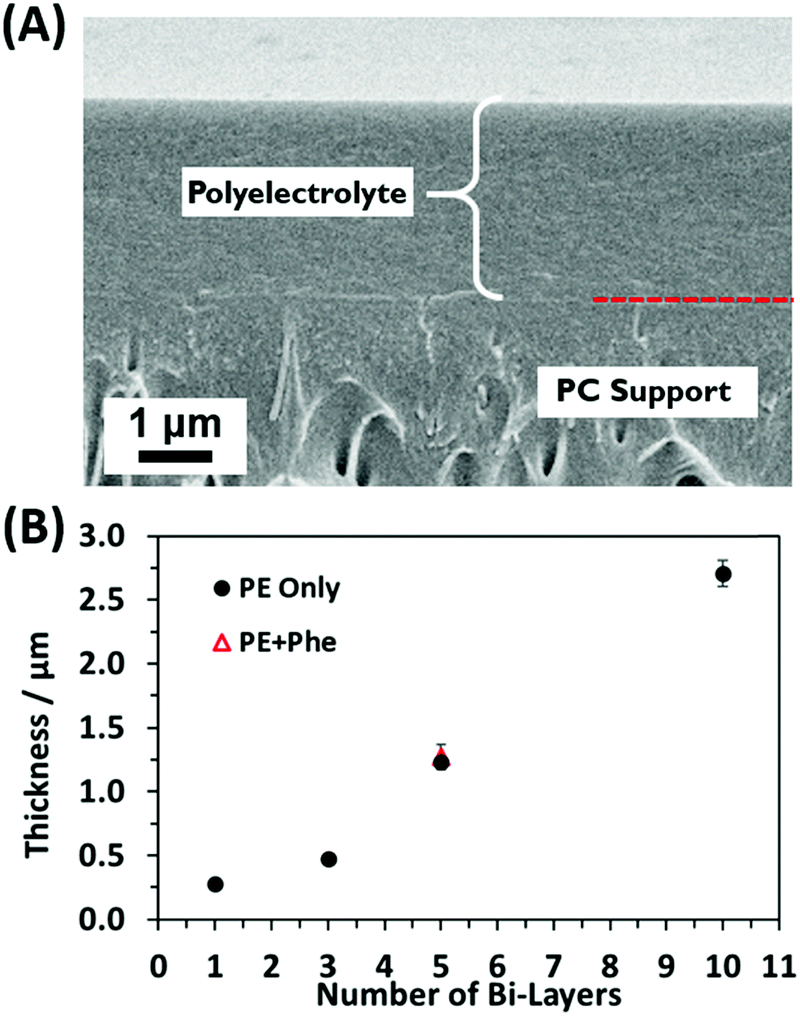 Bio Inspired Incorporation Of Phenylalanine Enhances Ionic Selectivity In Layer By Layer Deposited Polyelectrolyte Films Soft Matter Rsc Publishing