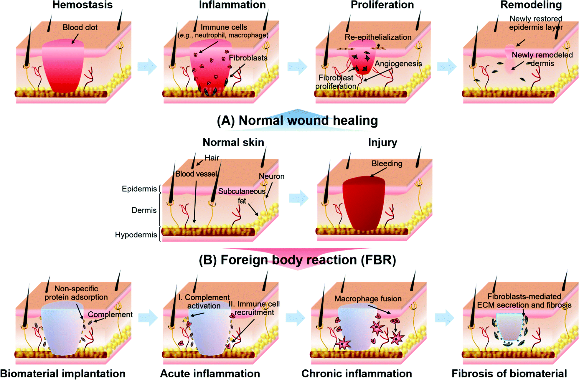 Advances In Gelatin Based Hydrogels For Wound Management Journal Of Materials Chemistry B Rsc Publishing