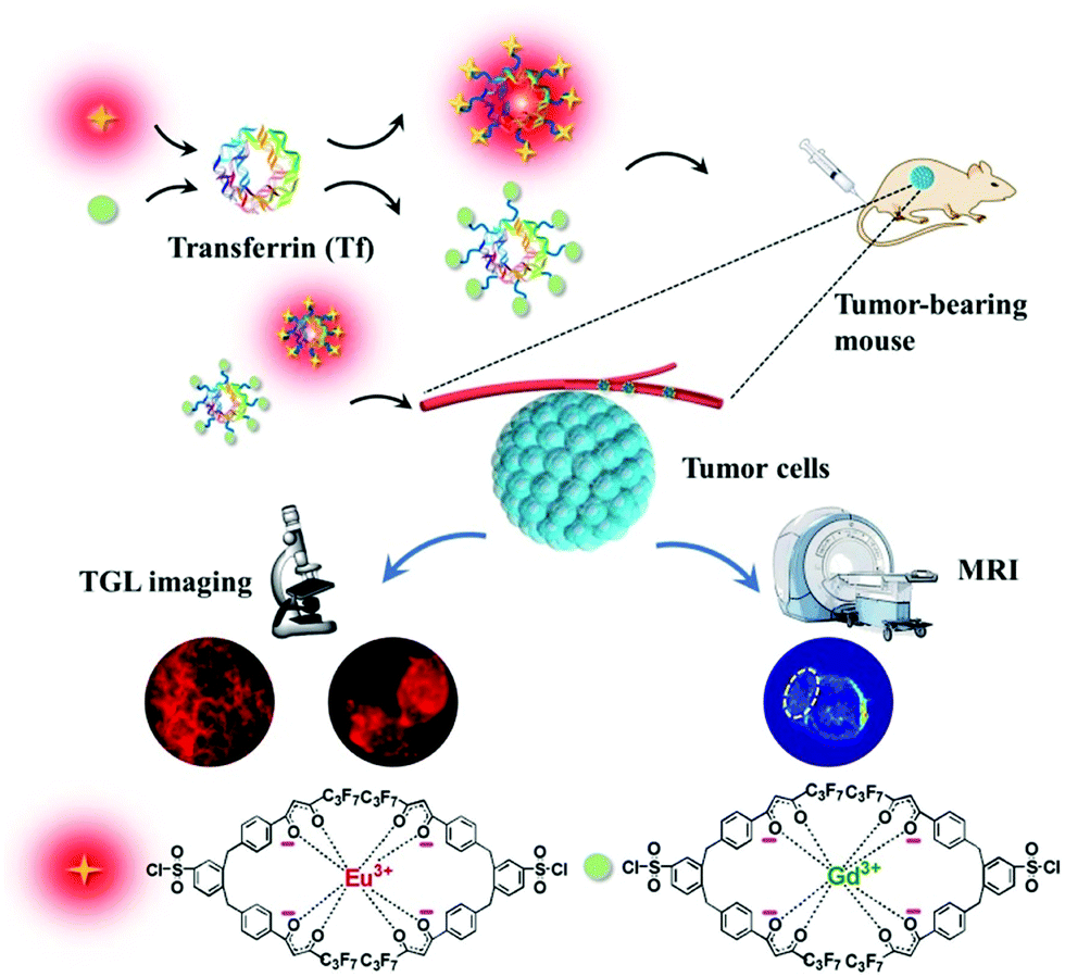Bioconjugates Of Versatile B Diketonate Lanthanide Complexes As Probes For Time Gated Luminescence And Magnetic Resonance Imaging Of Cancer Cells In Vitro And In Vivo Journal Of Materials Chemistry B Rsc Publishing