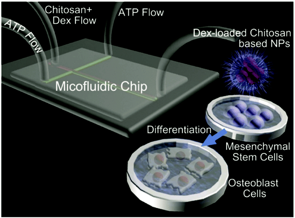 Polysaccharide Nanoparticles: From Fabrication To Applications ...