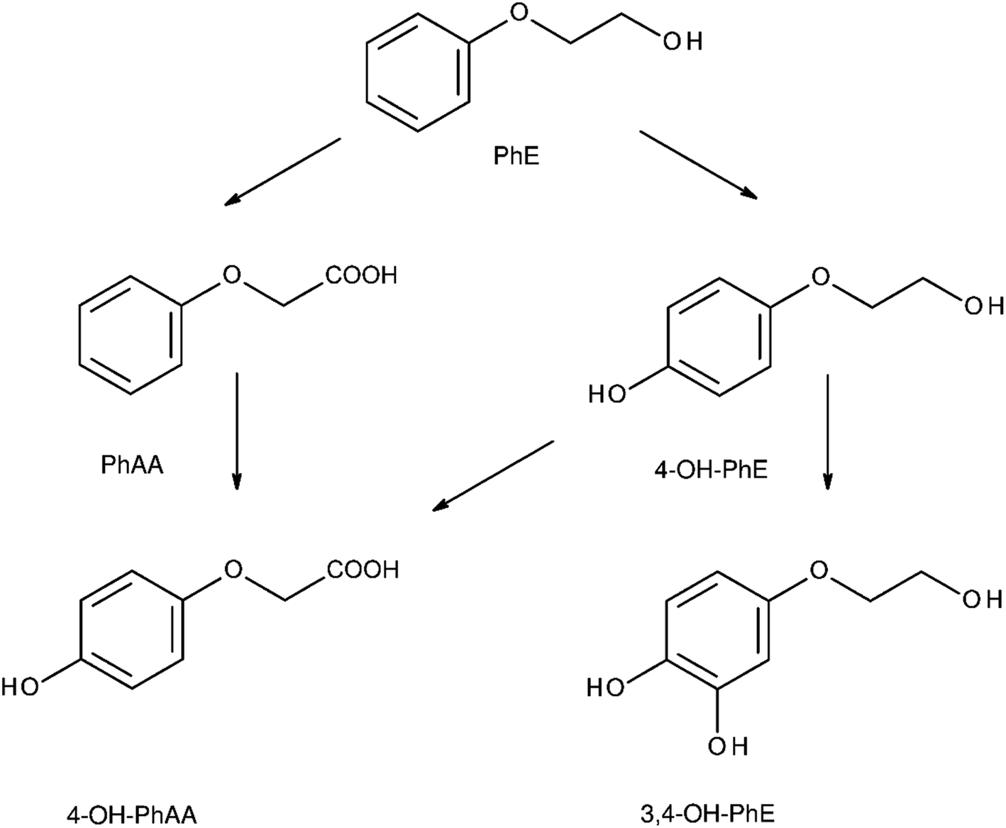 Metabolic Pathways of 2-Phenoxyethanol in Rats