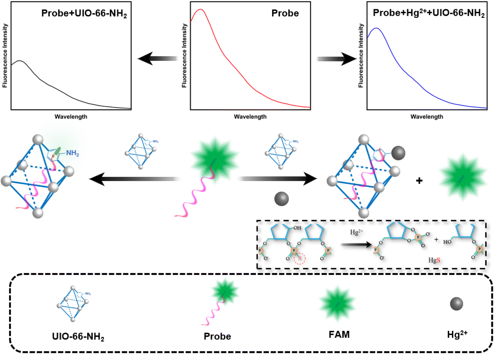 Fluorescence spectra of NMM-probe DNA after incubation with varying