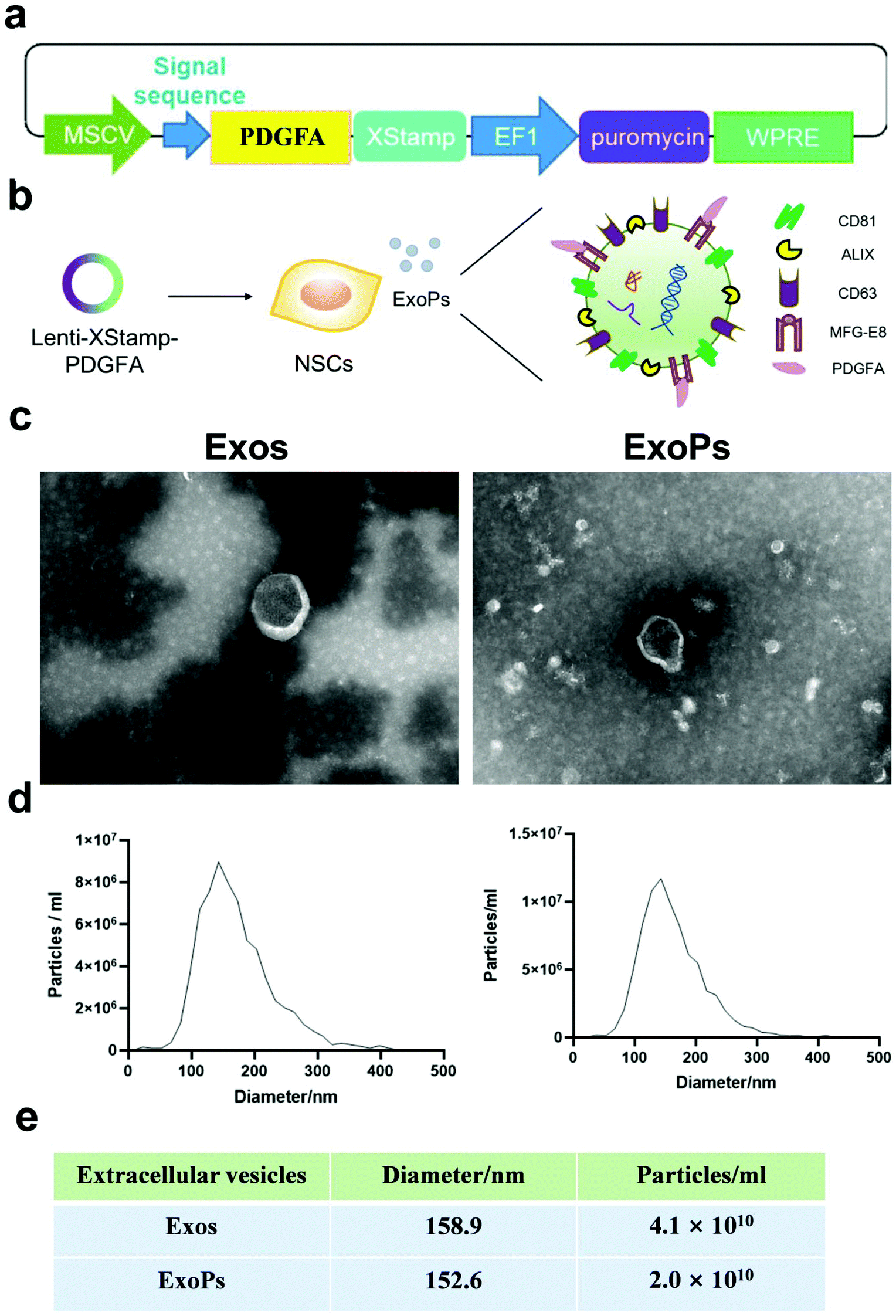 Potential roles of extracellular vesicles in the pathophysiology