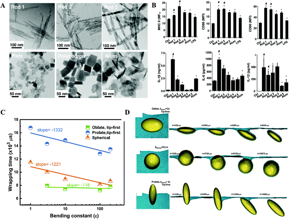 Surface-Functionalized Silica-Coated Calcium Phosphate Nanoparticles  Efficiently Deliver DNA-Based HIV-1 Trimeric Envelope Vaccines against  HIV-1