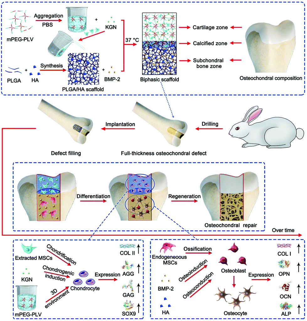 Bionic biphasic composite scaffolds with osteochondrogenic Bionic biphasic composite scaffolds with osteochondrogenic