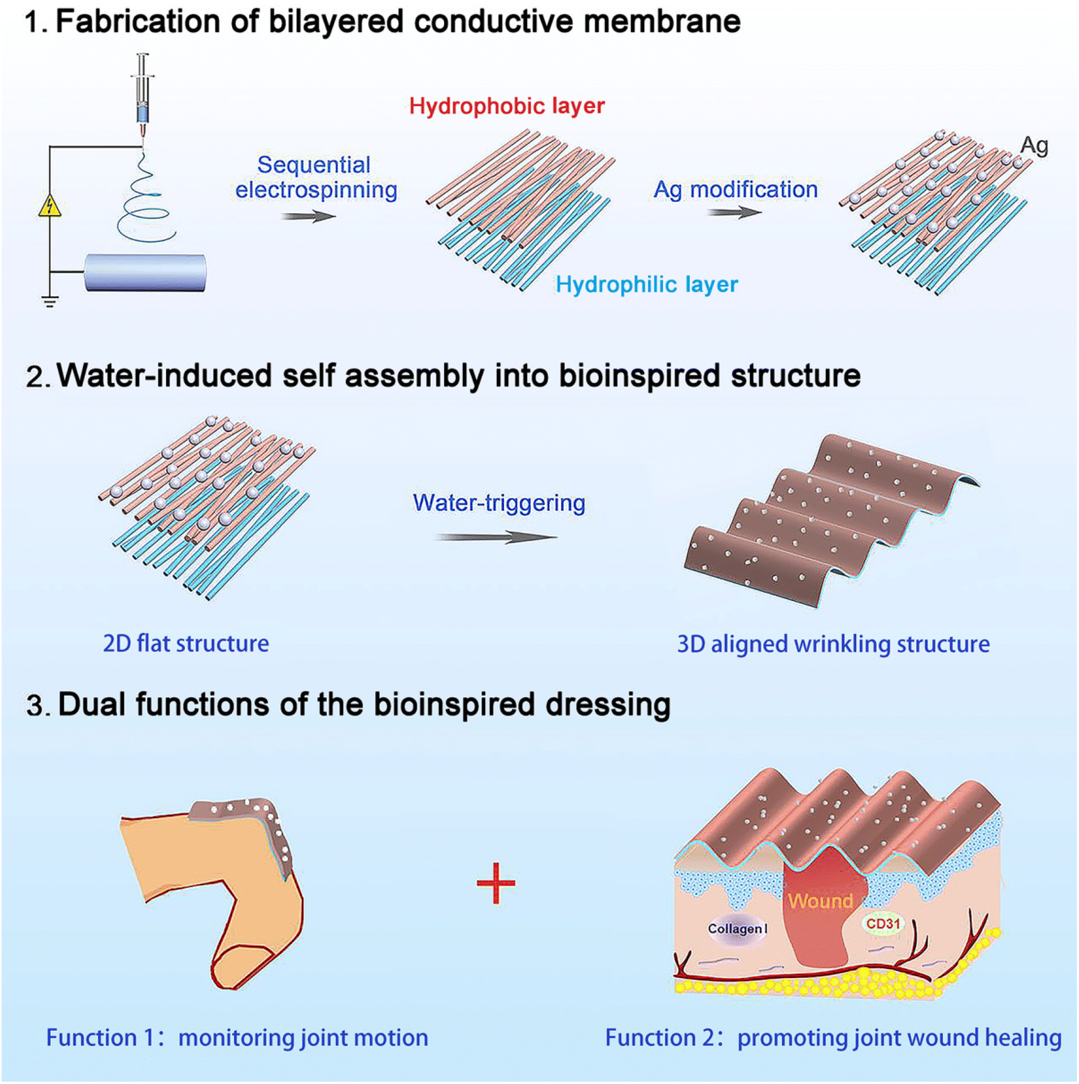 a) Schematic illustration of a fabrication process for bioinspired