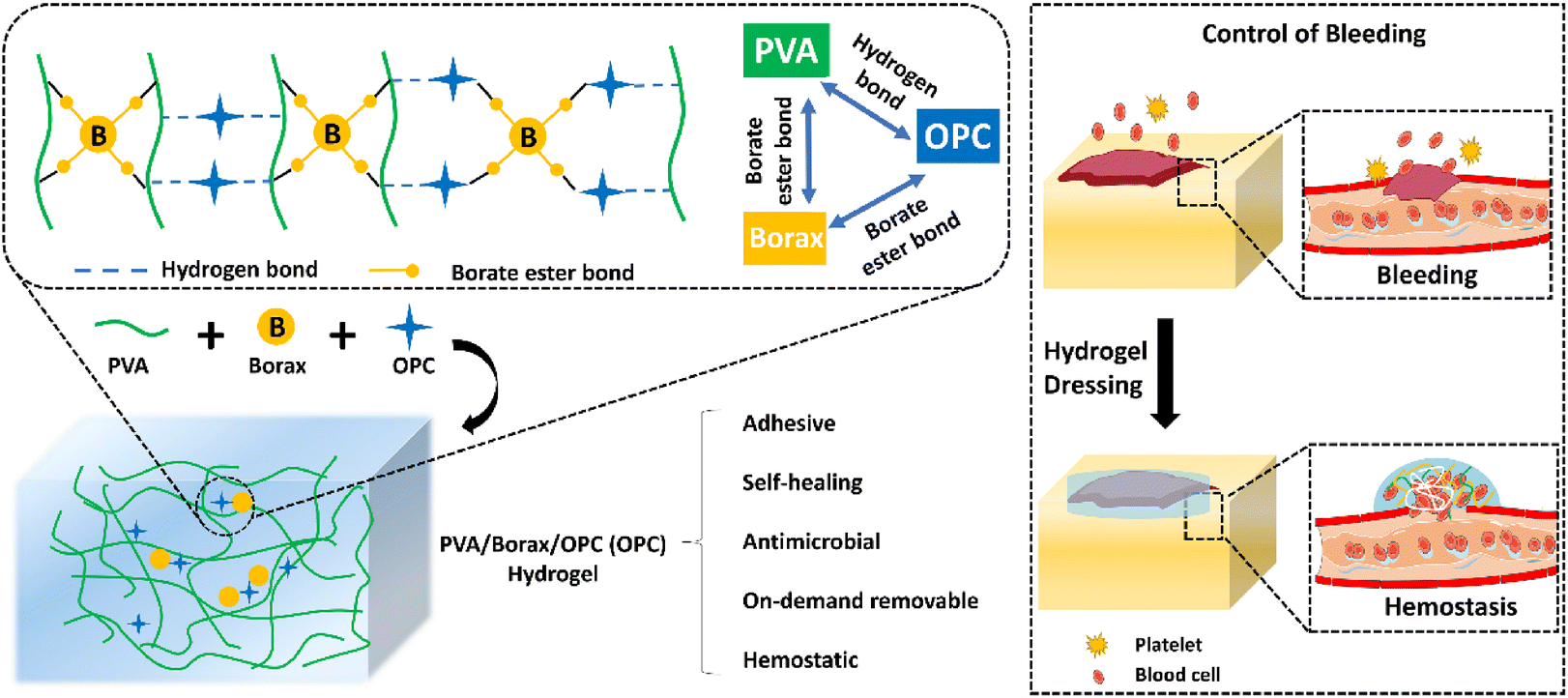 One possible mechanism of the formation of Borax-PVA Hydrogel