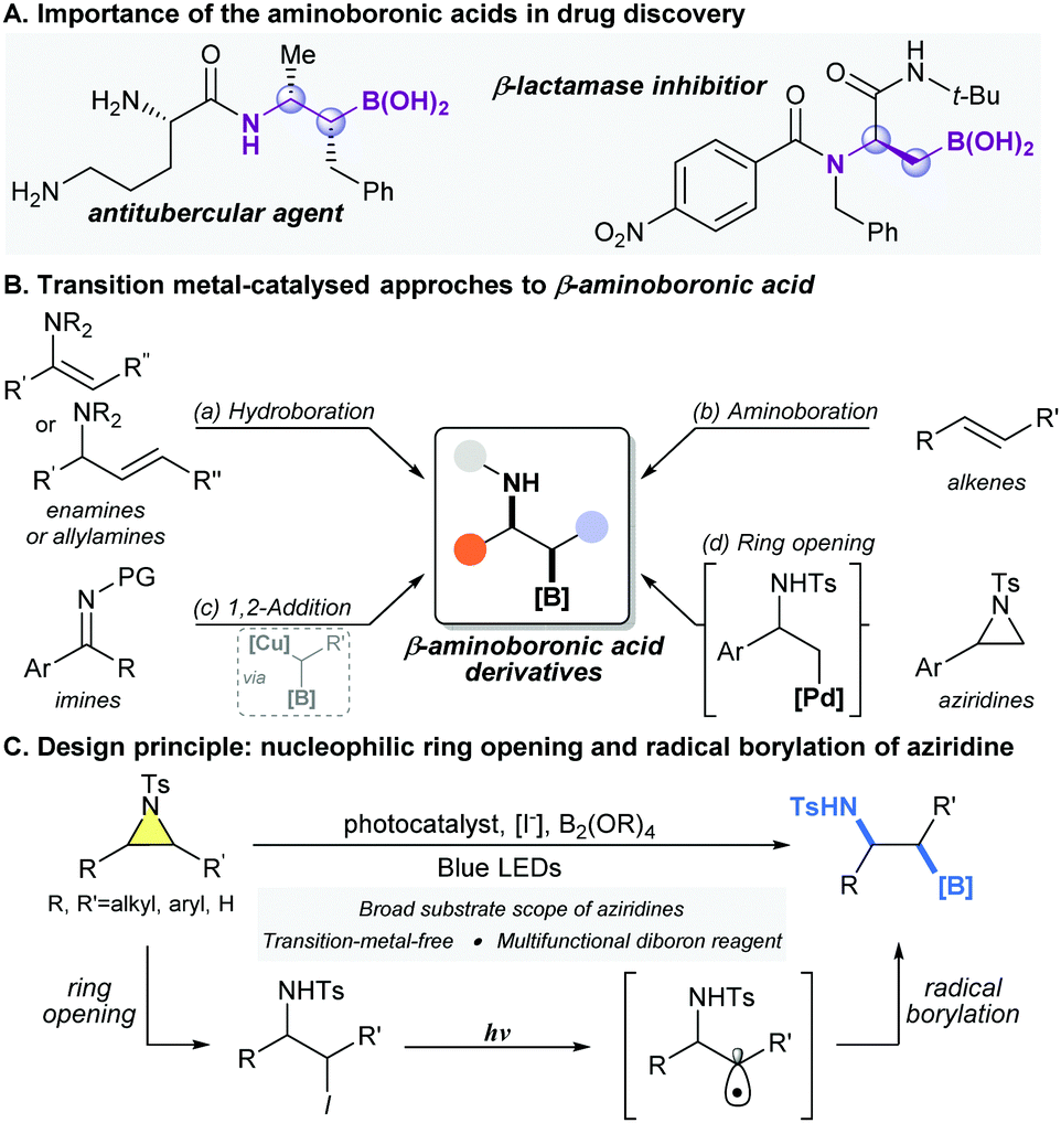 A tandem process for the synthesis of β-aminoboronic acids from 
