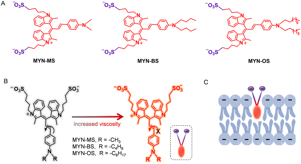 New cell-membrane-anchored near-infrared fluorescent probes