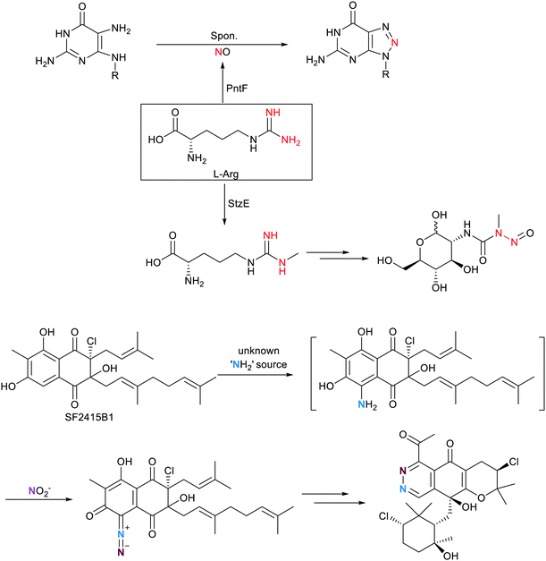 Synthetic and biosynthetic routes to nitrogen–nitrogen bonds