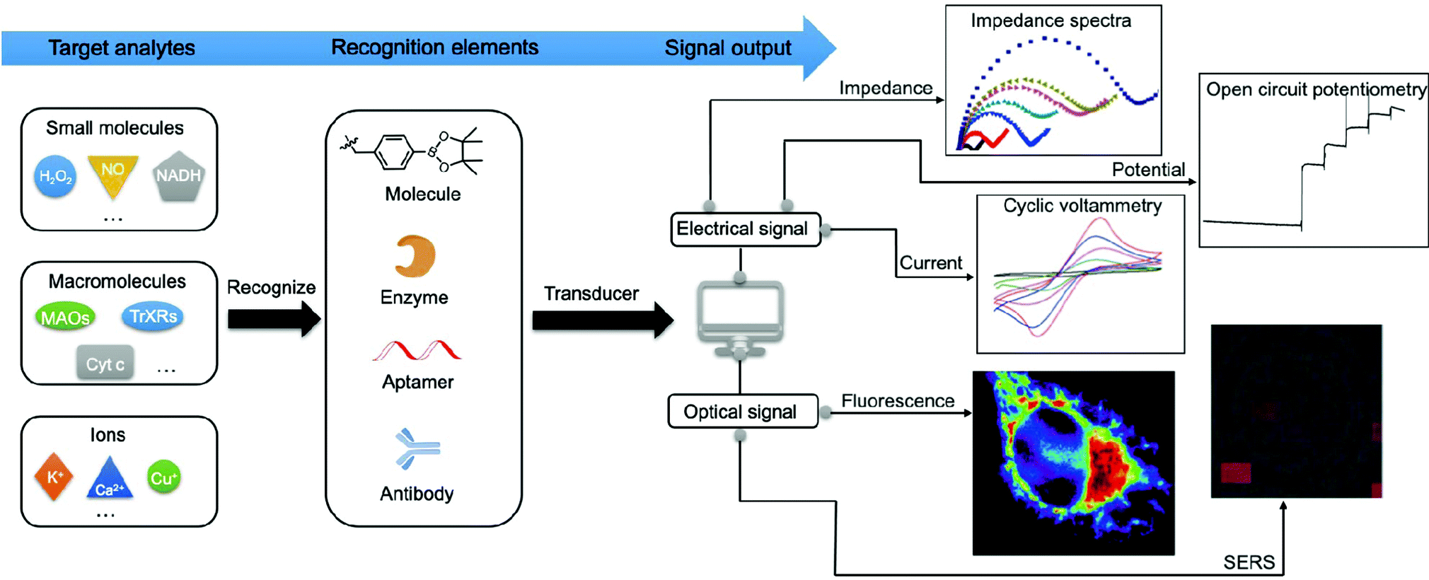 Optical/electrochemical methods for detecting mitochondrial energy 