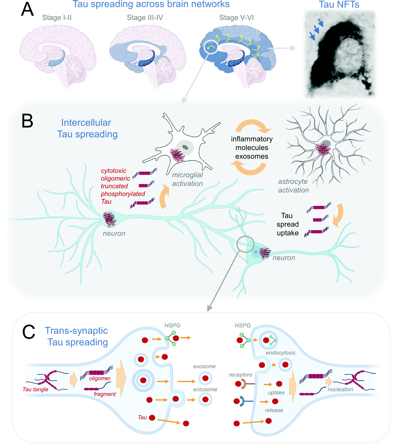 Revisiting the grammar of Tau aggregation and pathology formation