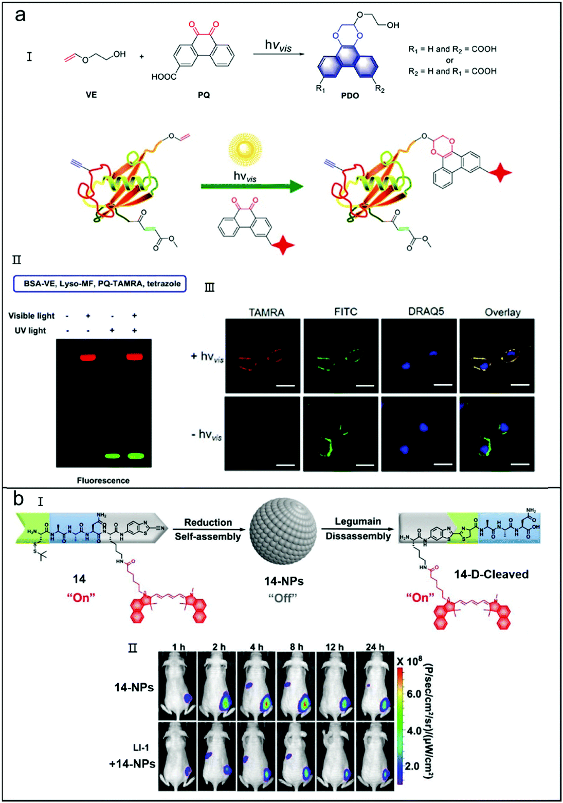 Metal-free bioorthogonal click chemistry in cancer theranostics 